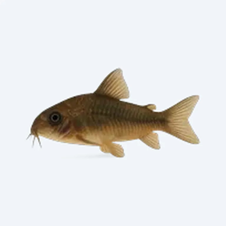 Corydoras With Betta in aquarium