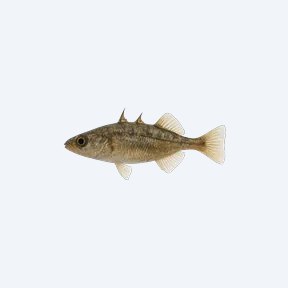 Brook Stickleback (Culaea inconstans) in a planted freshwater aquarium