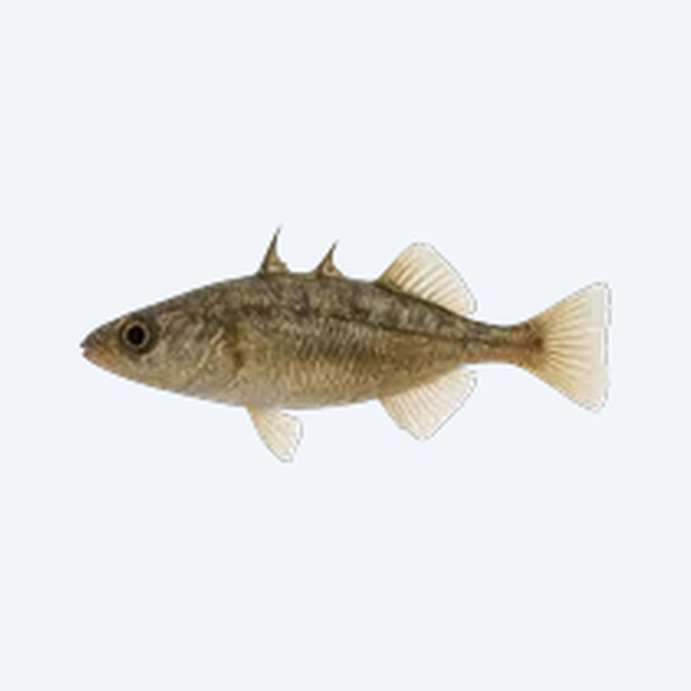 Brook Stickleback (Culaea inconstans) in a planted freshwater aquarium