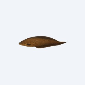 Brown Ghost Knifefish (Apteronotus leptorhynchus) in a planted freshwater aquarium