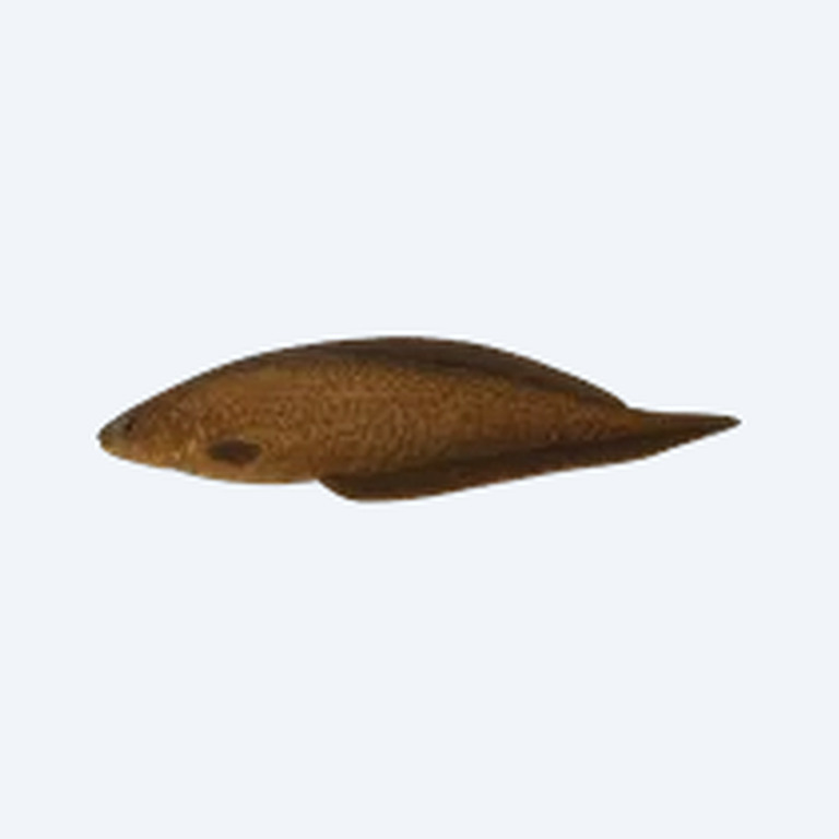 Brown Ghost Knifefish (Apteronotus leptorhynchus) in a planted freshwater aquarium