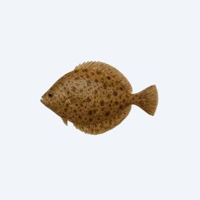 Brown-Point Shield Skin (Aspidoras fuscoguttatus) in a planted freshwater aquarium