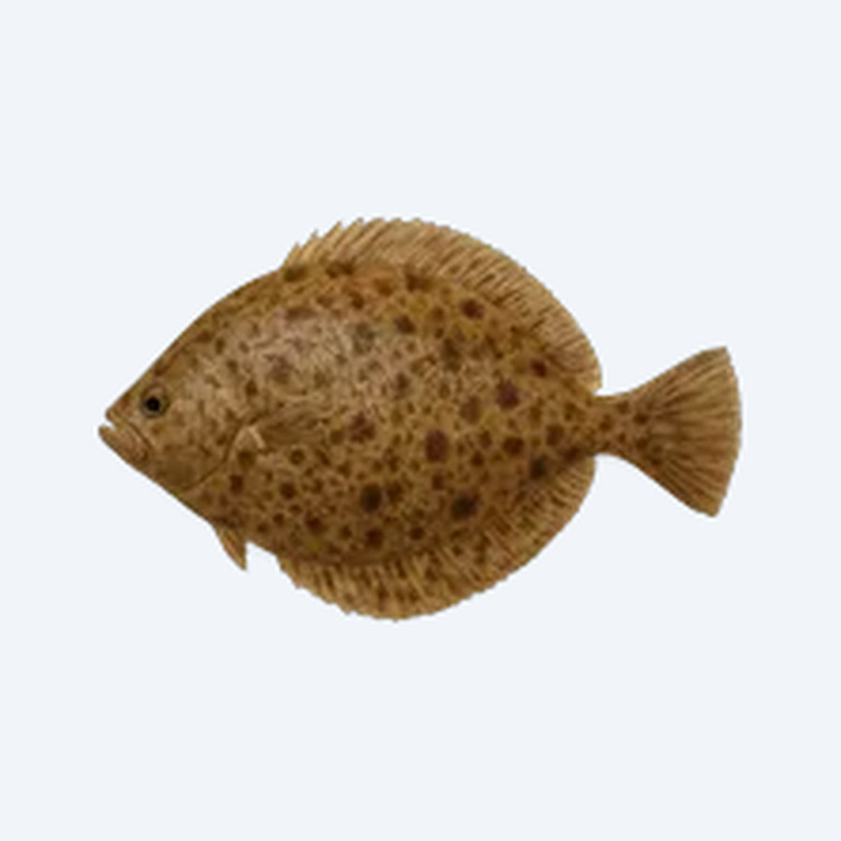 Brown-Point Shield Skin (Aspidoras fuscoguttatus) in a planted freshwater aquarium