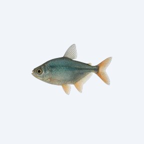 Bucktooth Tetra (Exodon paradoxus) in a planted freshwater aquarium