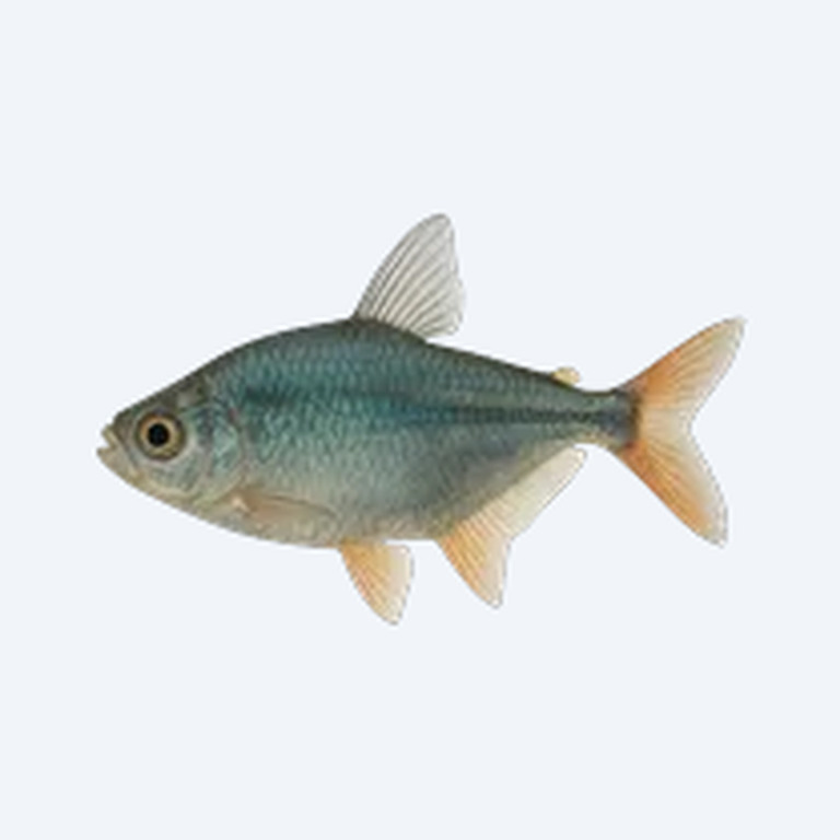 Bucktooth Tetra (Exodon paradoxus) in a freshwater aquarium