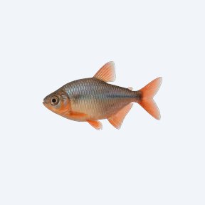 Buenos Aires Tetra (Hyphessobrycon anisitsi) in a planted freshwater aquarium