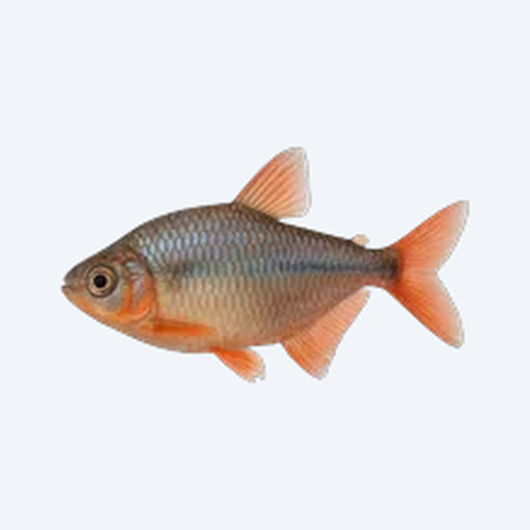 Buenos Aires Tetra (Hyphessobrycon anisitsi) in a planted freshwater aquarium