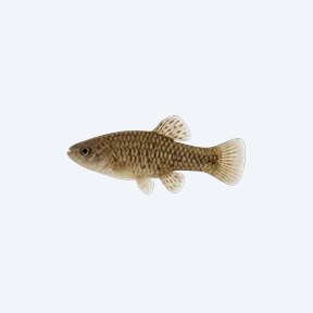 Bulldog Goodeid (Alloophorus robustus) in a planted freshwater aquarium