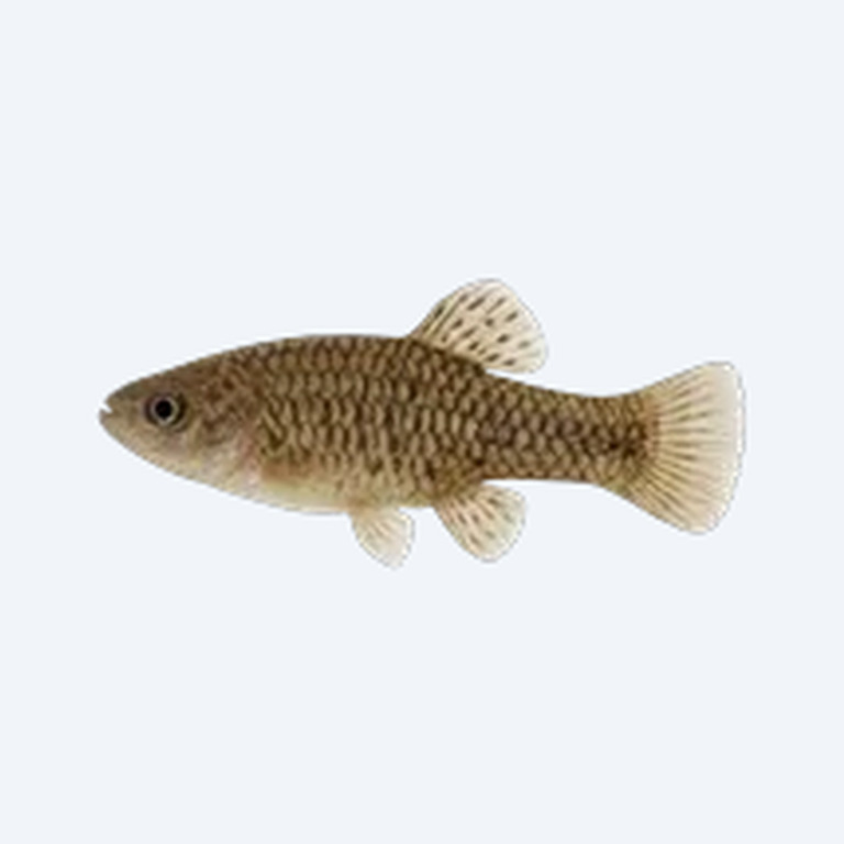 Bulldog Goodeid (Alloophorus robustus) in a planted freshwater aquarium