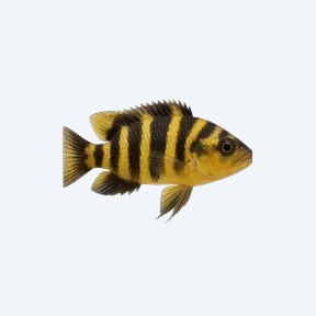 Bumblebee Cichlid (Cichlidae sp.) in a planted freshwater aquarium