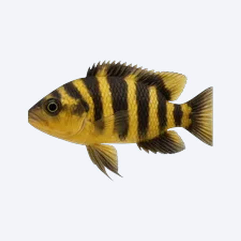 Bumblebee Cichlid (Cichlidae sp.) in a freshwater aquarium