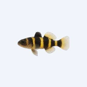 Bumblebee Goby (Gobiiformes sp.) in a planted freshwater aquarium