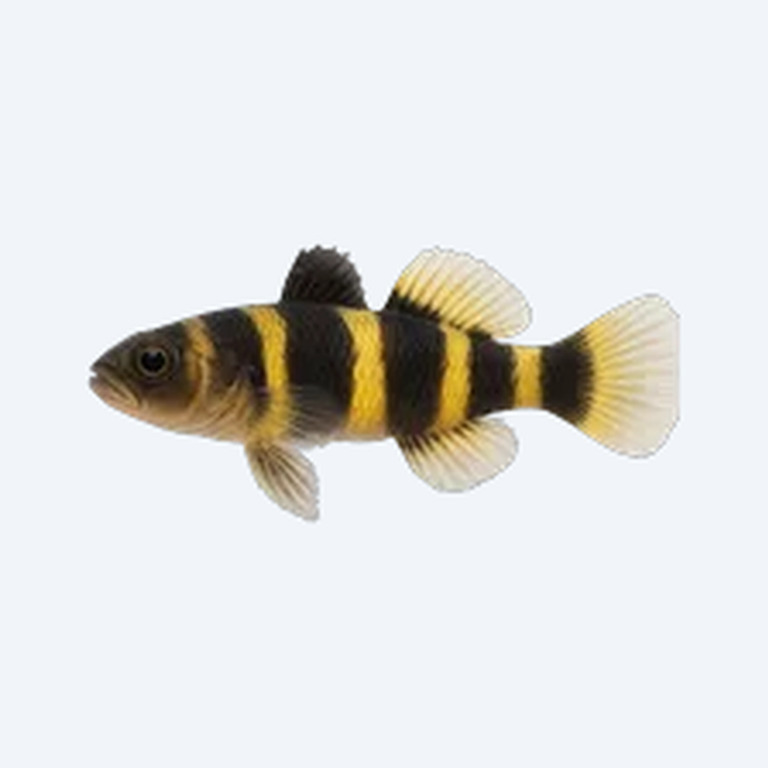 Bumblebee Goby (Gobiiformes sp.) in a freshwater aquarium