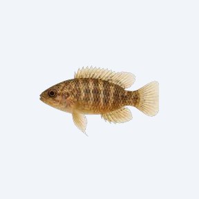 Burmese Badis (Badis ruber) in a planted freshwater aquarium