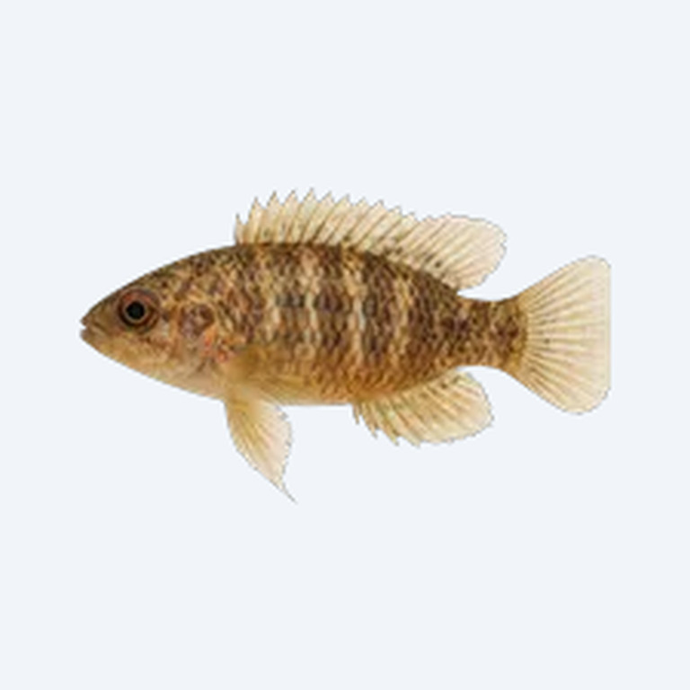 Burmese Badis (Badis ruber) in a planted freshwater aquarium