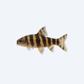 Butterfly Loach (Cobitoidea sp.) in a planted freshwater aquarium