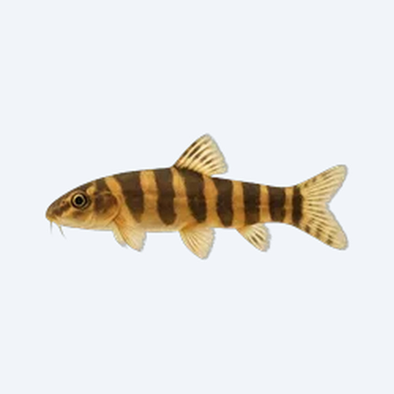 Butterfly Loach (Cobitoidea sp.) in a freshwater aquarium