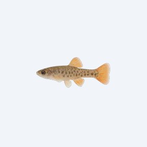 Butterfly Splitfin (Ameca splendens) in a planted freshwater aquarium