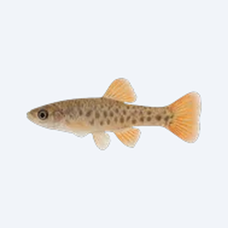 Butterfly Splitfin (Ameca splendens) in a freshwater aquarium