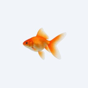 Butterfly Tail Goldfish (Carassius auratus) in a planted freshwater aquarium