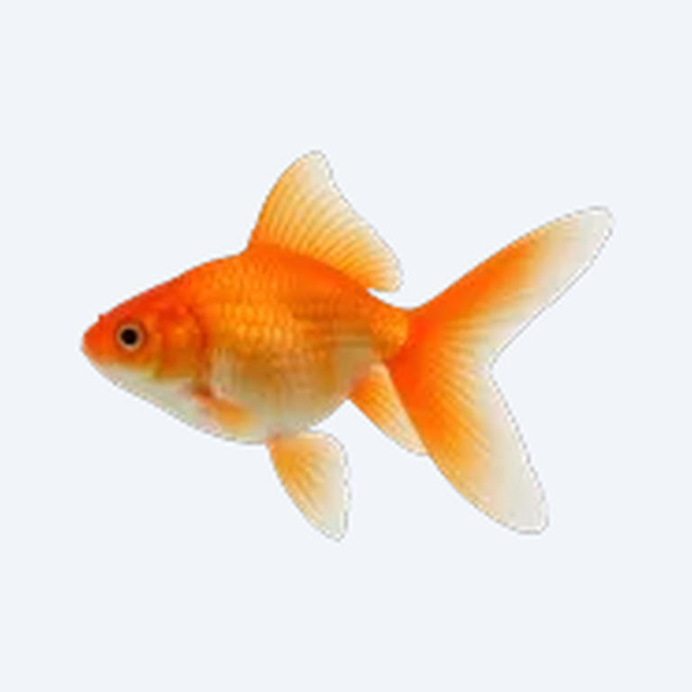 Butterfly Tail Goldfish (Carassius auratus) in a freshwater aquarium