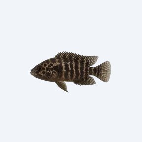 Calvus Cichlid (Altolamprologus calvus) in a planted freshwater aquarium