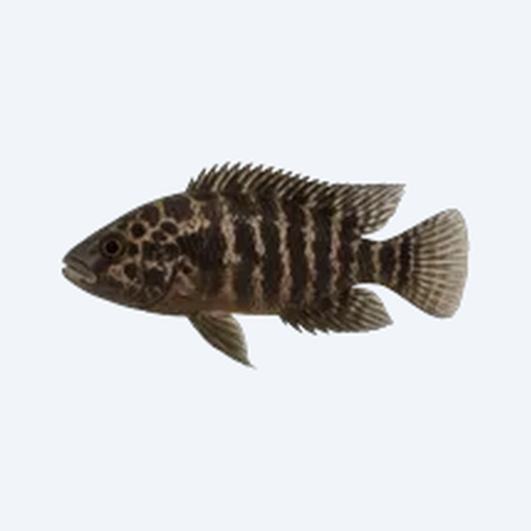 Calvus Cichlid (Altolamprologus calvus) in a freshwater aquarium