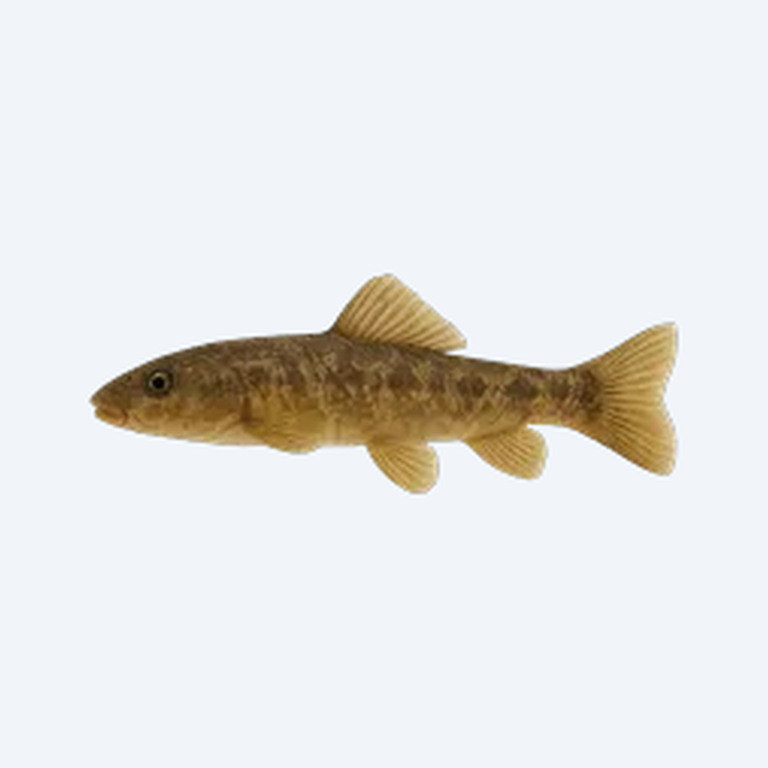 Cambodian Log Sucker (Garra cambodgiensis) in a planted freshwater aquarium