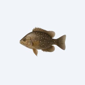 Canara Pearlspot (Etroplus canarensis) in a planted freshwater aquarium