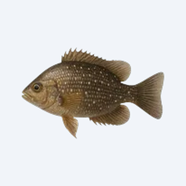 Canara Pearlspot (Etroplus canarensis) in a planted freshwater aquarium
