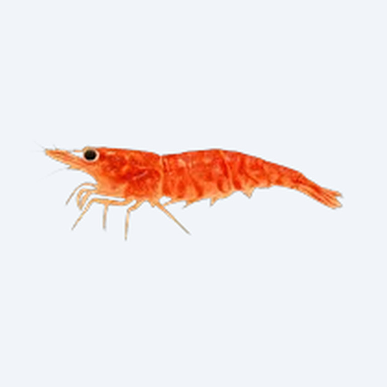 Cardinal Shrimp (Caridina dennerli) in a planted freshwater aquarium