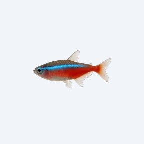 Cardinal Tetra (Paracheirodon axelrodi) in a planted freshwater aquarium