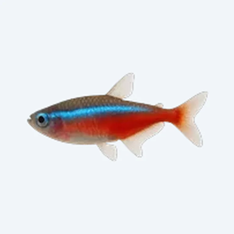 Cardinal Tetra in aquarium