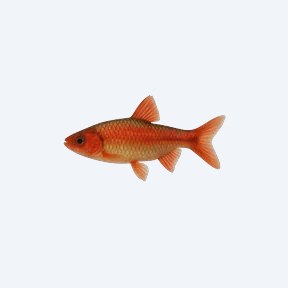 Cardinal Toothcarp (Cyprinodontiformes sp.) in a planted freshwater aquarium