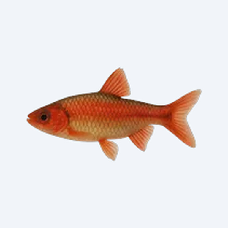 Cardinal Toothcarp (Cyprinodontiformes sp.) in a freshwater aquarium