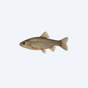 Cascajal Toothcarp (Cyprinodontiformes sp.) in a planted freshwater aquarium