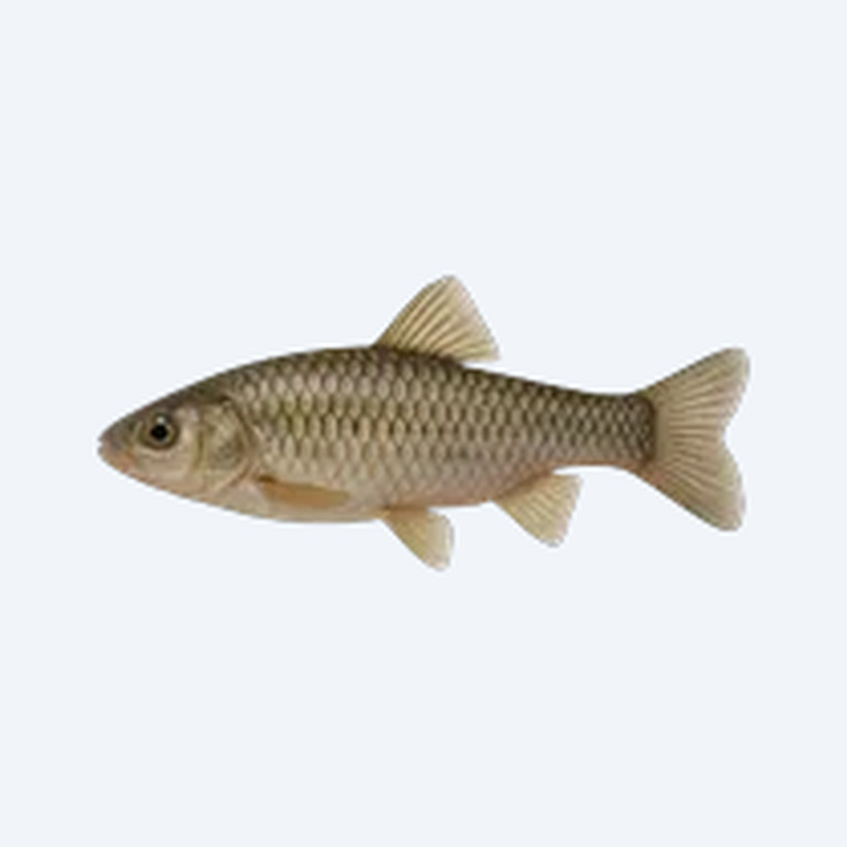 Cascajal Toothcarp (Cyprinodontiformes sp.) in a freshwater aquarium