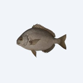 Cascarudo (Callichthys callichthys) in a planted freshwater aquarium