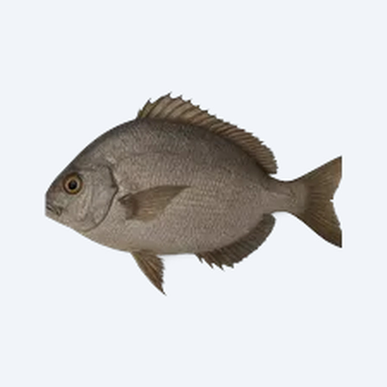 Cascarudo (Callichthys callichthys) in a planted freshwater aquarium