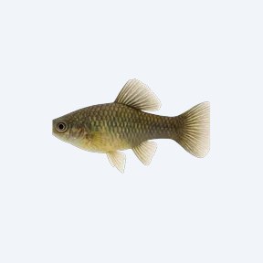 Cauca Molly (Poecilia caucana) in a planted freshwater aquarium