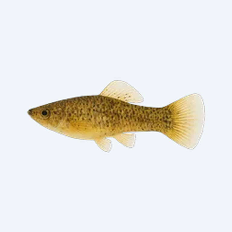 Cauca Molly (Poecilia caucana) in a planted freshwater aquarium