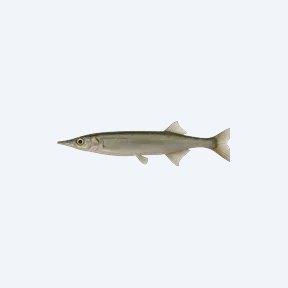 Celebes Halfbeak (Hemirhamphidae sp.) in a planted freshwater aquarium