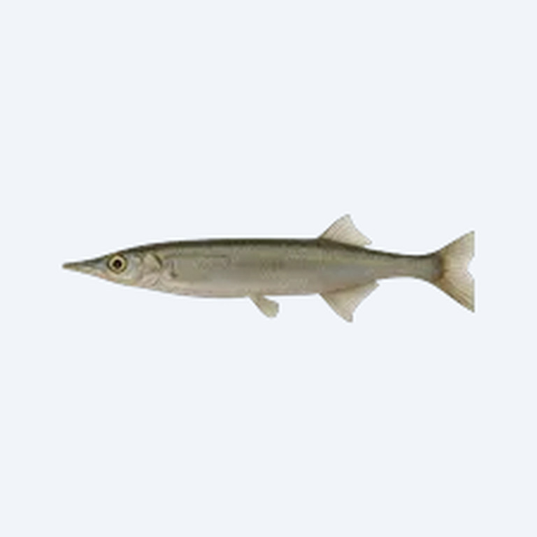 Celebes Halfbeak (Hemirhamphidae sp.) in a planted freshwater aquarium