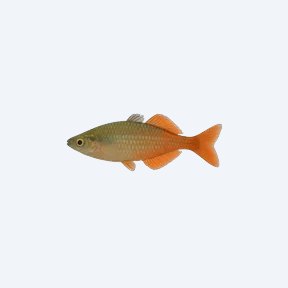 Celebes Rainbow (Marosatherina ladigesi) in a planted freshwater aquarium