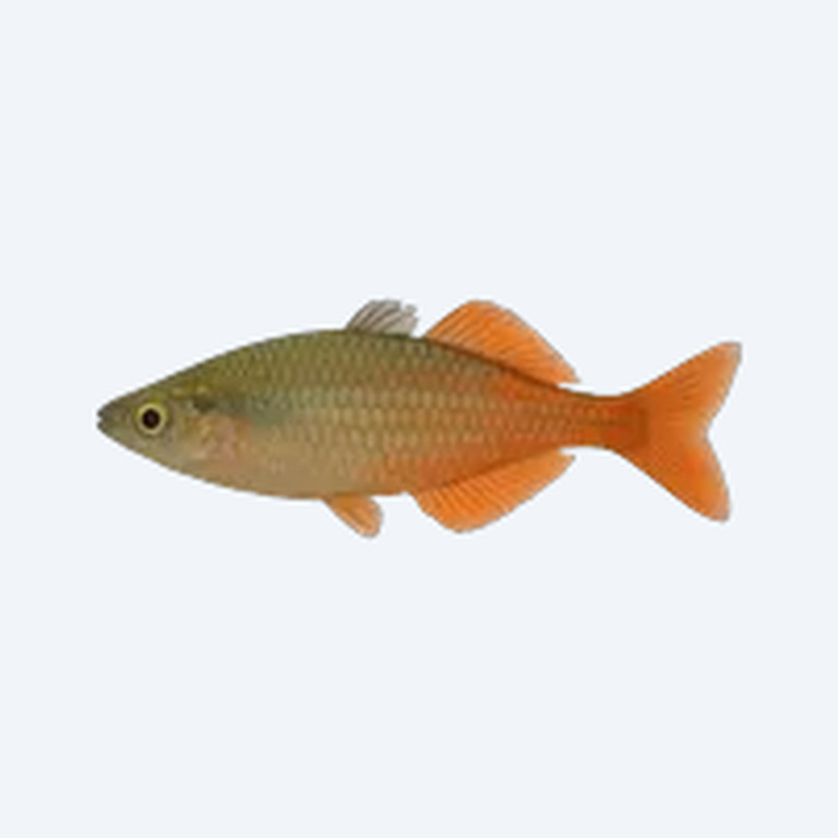 Celebes Rainbow (Marosatherina ladigesi) in a planted freshwater aquarium