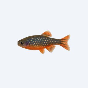 Celestial Pearl Danio (Danio margaritatus) in a planted freshwater aquarium