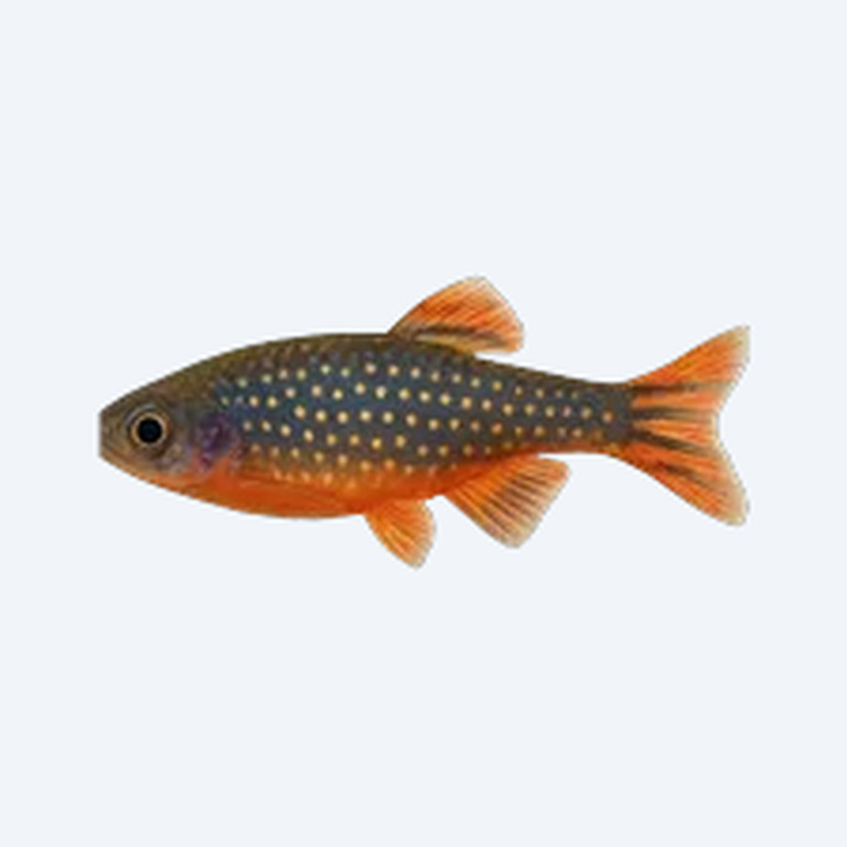 Celestial Pearl Danio (Danio margaritatus) in a planted freshwater aquarium