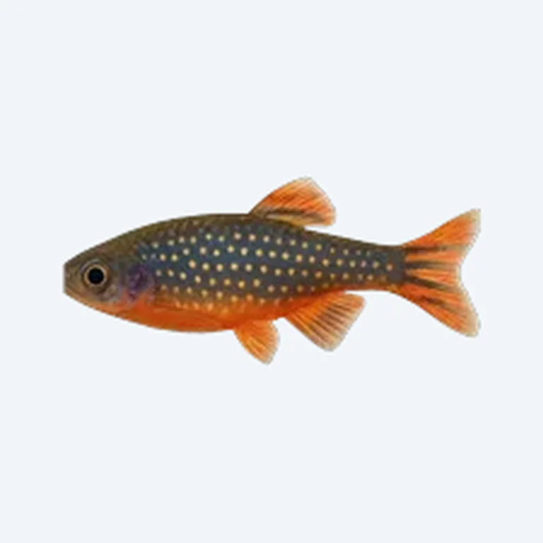 Celestial Pearl Danio in aquarium