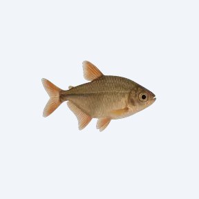 Ceros Tetra (Characidae sp.) in a planted freshwater aquarium