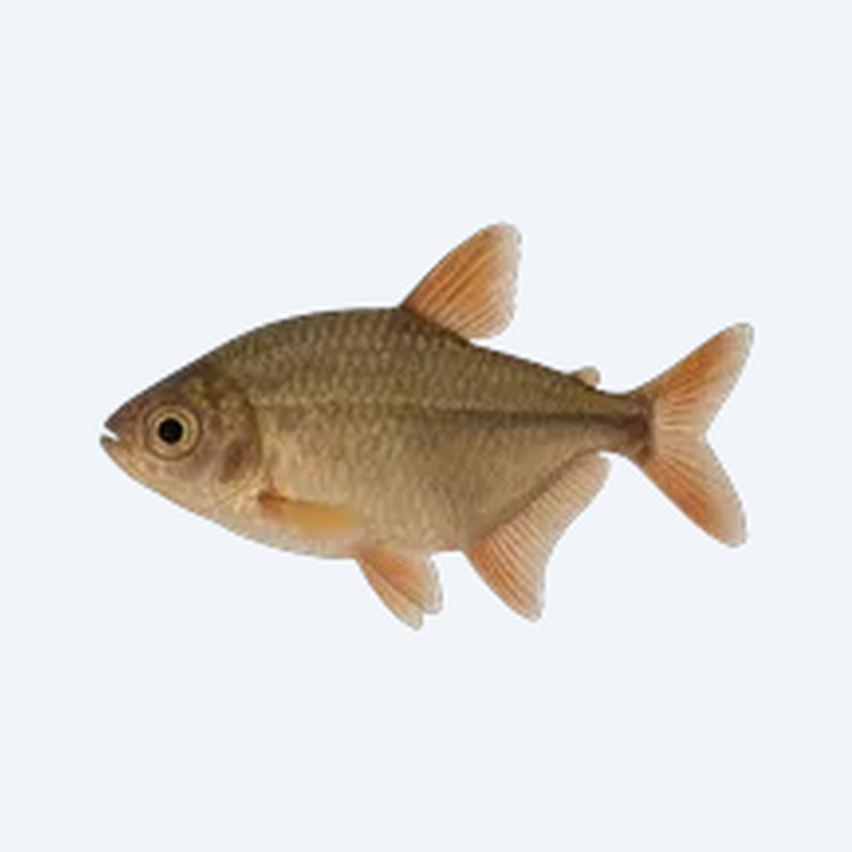 Ceros Tetra (Characidae sp.) in a freshwater aquarium